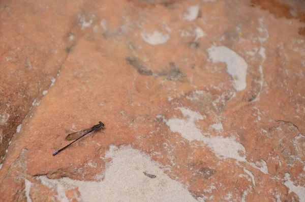 Libelle Felsen Neben Dem Wasserfall — Stockfoto