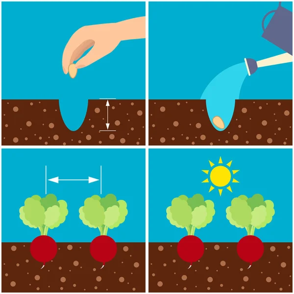 Cultivo Rábano Siembra Semillas Riego Distancia Entre Las Plantas Lugar — Vector de stock