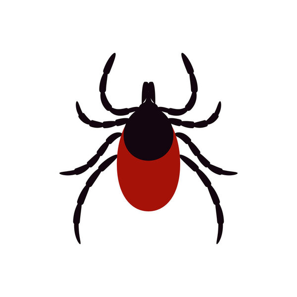 ixodid tick, vector illustration. icon on a white background. mite parasite.