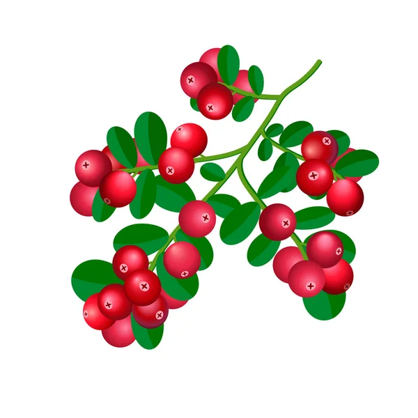 Lingonberry Branch Berries Isolated White Background Vector Illustration — Stock Vector