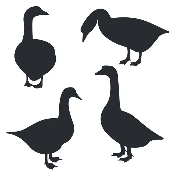 Гудок Чорний Силует Білому Тлі Векторні Ілюстрації Гуска Птиця — стоковий вектор