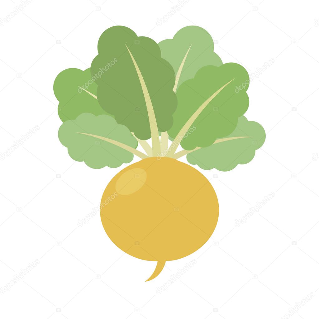 Turnip, Icon on white background. Vegetable whole. Root with tops.  Vector flat illustration.