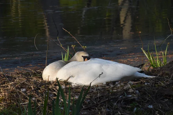 Les Cygnes Éclosent Dans Les Habitats Naturels Pendant Saison Nidification — Photo