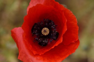 Kırmızı haşhaş tarlada. arkaplan