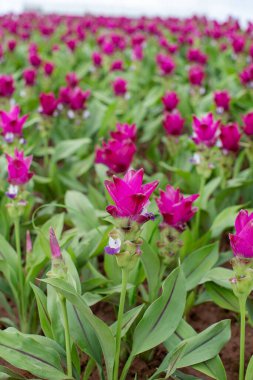 Bahar mevsiminde mor laleler.