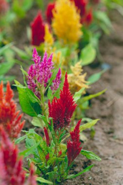 Renkli Çiçek açan horoz tarağı, Tilki kuyruğu arranth, Celosia Plumosa veya Celosia argentea.
