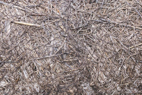 Background Textured Brown Dried Grass Leaves Ground Straw Background Texture — Stock Photo, Image