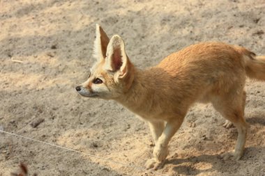 Vulpes Zerda ya da Fennec Fox 'un kopyalama uzayı hayvanat bahçesinde avlanacak bir şey arıyor. Vahşi yaşam hayvan konsepti.