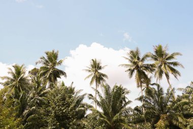 Mavi gökyüzü ve bulutlarla kaplı tropikal hindistan cevizi palmiyesinin alanını kopyala. Yaz tatili ve seyahat işi kavramı. Klasik ton filtre efekti renk biçimi.