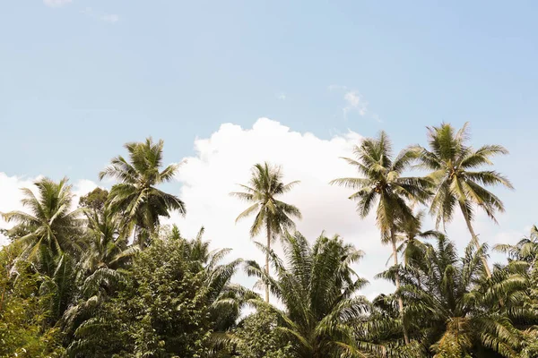 Mavi gökyüzü ve bulutlarla kaplı tropikal hindistan cevizi palmiyesinin alanını kopyala. Yaz tatili ve seyahat işi kavramı. Klasik ton filtre efekti renk biçimi.