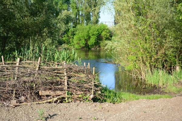 Quiet quiet river in the forest on the farm, wattle on the river Bank