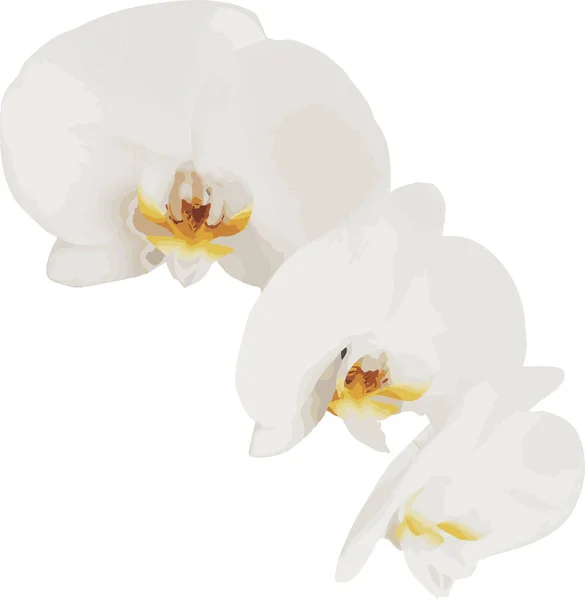 Λευκή Ορχιδέα Λευκό Φόντο Όμορφο Λεπτό Ελαφρύ Λουλούδι Εικονογράφηση Διανύσματος — Διανυσματικό Αρχείο