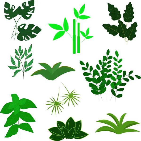 Different Plants Vector Illustration Set Exotic Herbs Isolated Plants White — Stock Vector