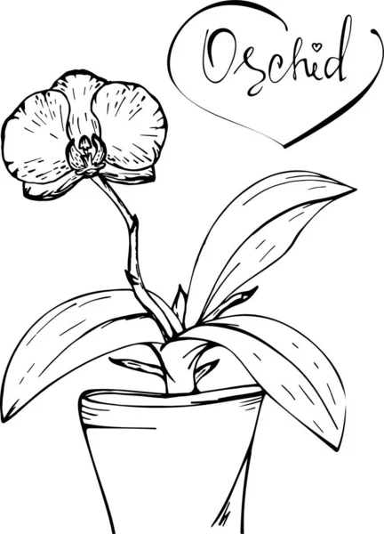 Croquis Une Orchidée Dans Pot Dessin Vectoriel Couleur Noire Une — Image vectorielle