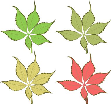 Dört farklı renk çarşaf. Farklı ağaç yapraklarının vektörü.