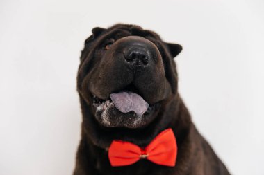 Bir köpeğin resmi.