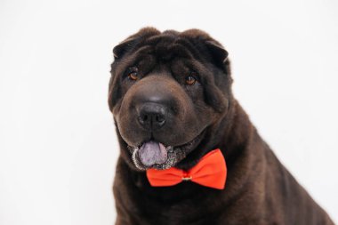 Bir köpeğin resmi.