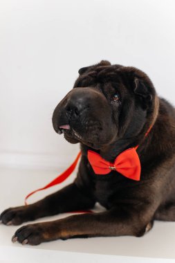 Bir köpeğin resmi.