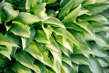 Yapraklar ve çiçekler