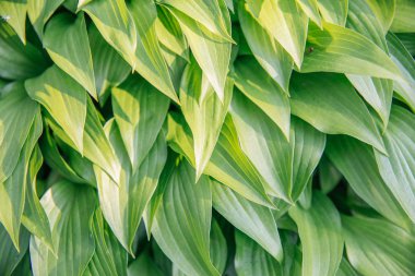 Yapraklar ve çiçekler