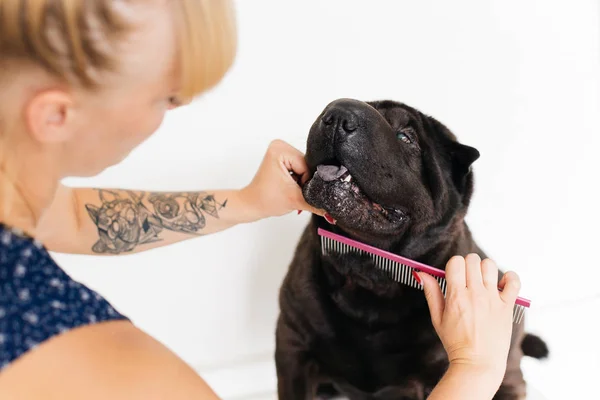 Een Afbeelding van een hond — Stockfoto