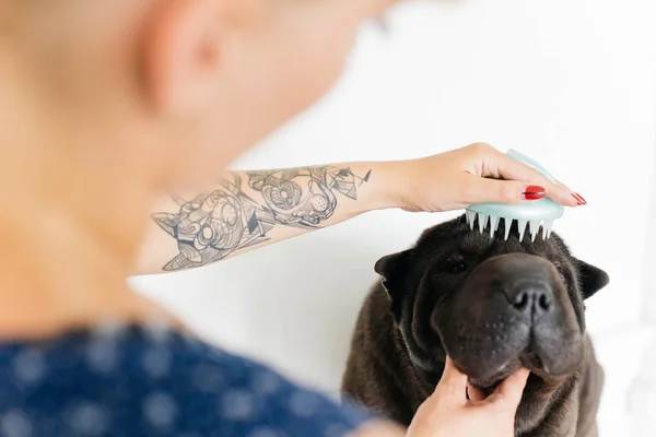 Immagine di un cane — Foto Stock