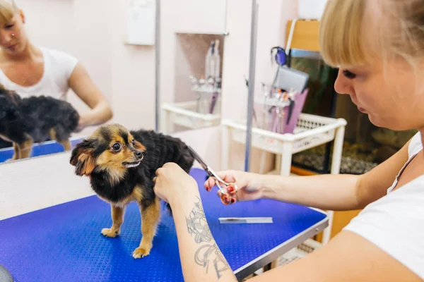 Het verzorgen van een hond — Stockfoto