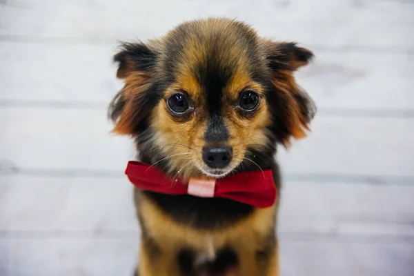 Aseo de un perro — Foto de Stock