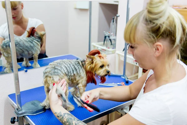 Het verzorgen van een hond — Stockfoto