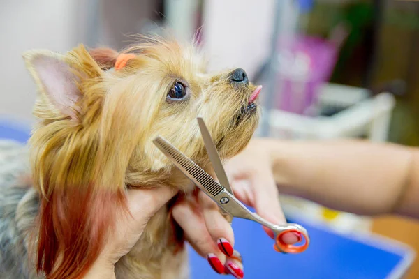 Het verzorgen van een hond — Stockfoto