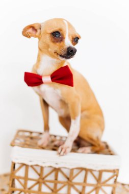 Bir köpeğin resmi.