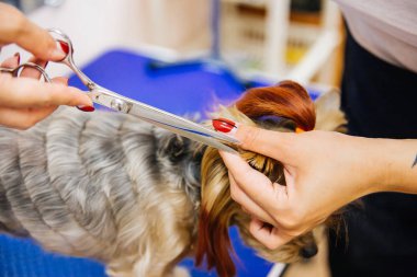 Bir kuaför salonu içinde a köpek köpekler için damat