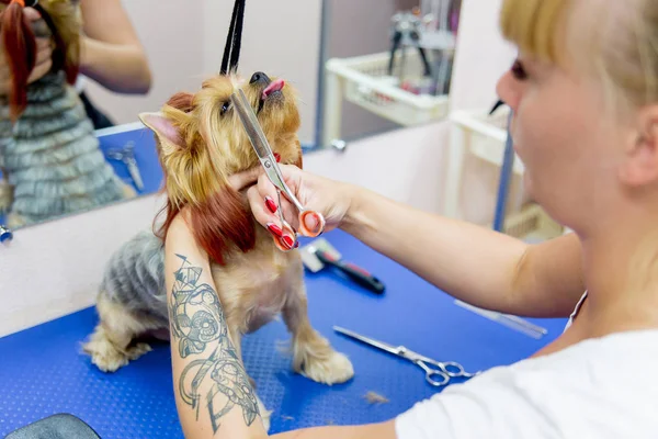 犬のグルーミング — ストック写真