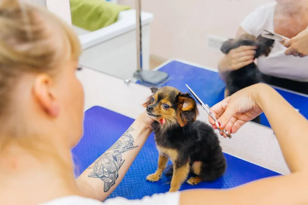 Pflege eines Hundes — Stockfoto