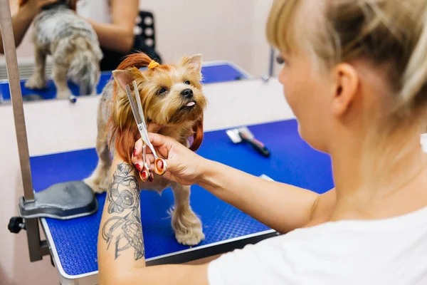 Het verzorgen van een hond — Stockfoto