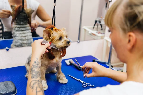 犬のグルーミング — ストック写真