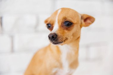 Bir köpeğin resmi.