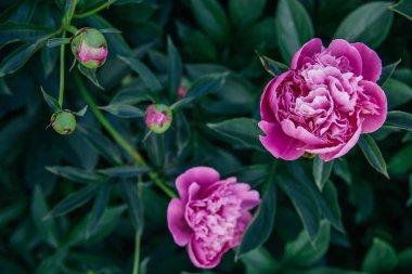 Yapraklar ve çiçekler