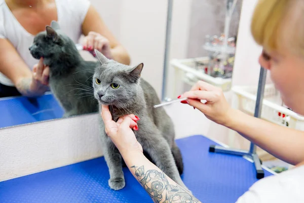 Het verzorgen van een kat — Stockfoto