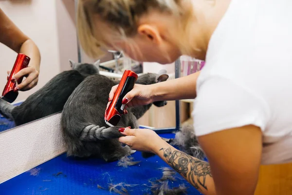 Aseo de un gato — Foto de Stock