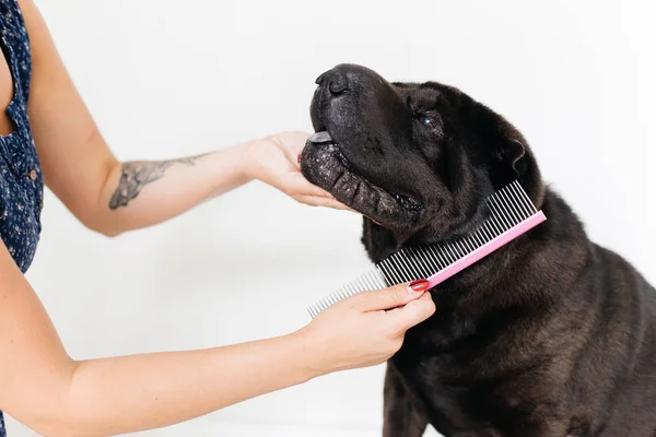 Een Afbeelding van een hond — Stockfoto