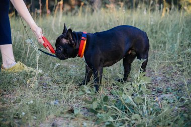 Kadın köpeğini bir parkta yürüyüş