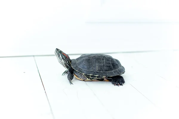 Una imagen de una tortuga mascota sobre una mesa blanca —  Fotos de Stock