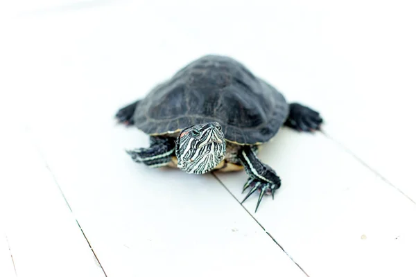 Una imagen de una tortuga mascota sobre una mesa blanca —  Fotos de Stock