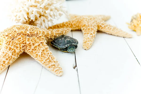 Una imagen de una tortuga mascota sobre una mesa blanca — Foto de Stock