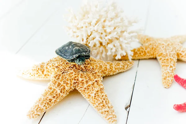 Una imagen de una tortuga mascota sobre una mesa blanca — Foto de Stock