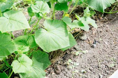 Sebze büyüyen onu bahçede çalışan rahat üst düzey Bayan