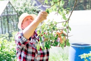 Sebze büyüyen onu bahçede çalışan rahat üst düzey Bayan
