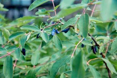 Sebze büyüyen onu bahçede çalışan rahat üst düzey Bayan