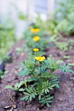 Sebze büyüyen onu bahçede çalışan rahat üst düzey Bayan